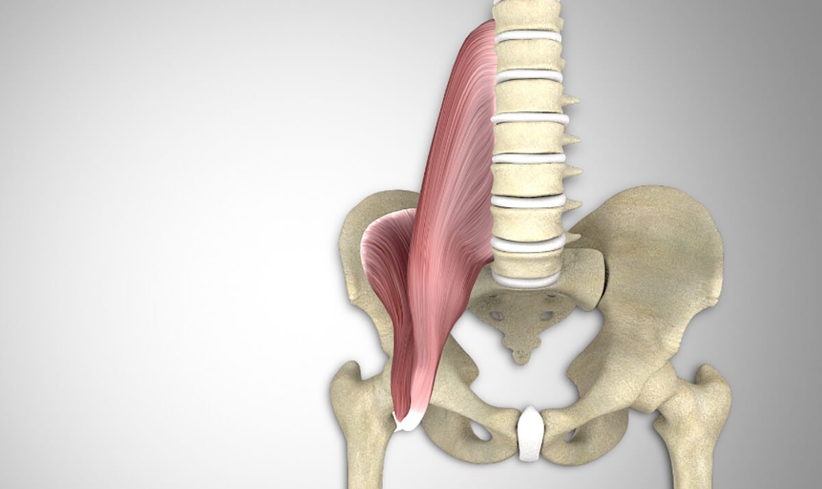 腸腰筋の解剖図（インナーマッスルだが、グローバル筋）