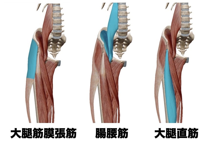 股関節屈曲筋群